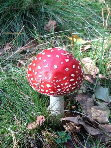 mushroom-441141_1920